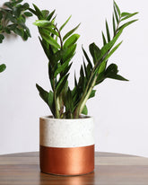 نبات الزاميا الداخلي